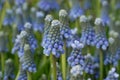 Grape hyacinth muscari