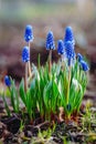 Grape Hyacinth, Muscari armeniacum - blue flowers in early spring garden Royalty Free Stock Photo