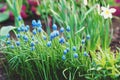 Grape Hyacinth, Muscari armeniacum blue flowers, flowerbed in spring garden Royalty Free Stock Photo