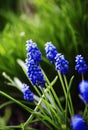 Grape hyacinth Muscari armeniacum, Blue flowers in green grass Royalty Free Stock Photo
