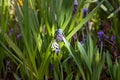 Grape Hyacinth Muscari armeniacum flower with sun flare. selective focus Royalty Free Stock Photo