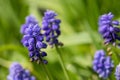 Grape hyacinth Muscari Armeniacum