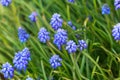 Grape hyacinth Muscari armeniacum flowering in early spring. Royalty Free Stock Photo