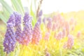 Grape hyacinth Muscari armeniacum flowering in early spring. Macro of blue Muscari flower meadow. Many muscari blue grape hyacinth Royalty Free Stock Photo