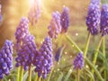 Grape hyacinth Muscari armeniacum flowering in early spring. Macro of blue Muscari flower meadow. Many muscari blue grape hyacinth Royalty Free Stock Photo