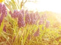 Grape hyacinth Muscari armeniacum flowering in early spring. Macro of blue Muscari flower meadow. Many muscari blue grape hyacinth Royalty Free Stock Photo