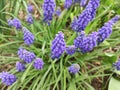 Grape hyacinth (Muscari armeniacum Leichtlin ex Baker) blossom Royalty Free Stock Photo