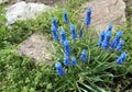 Grape Hyacinth -Muscari armeniacum - spikes of grape looking flowers Royalty Free Stock Photo