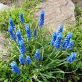 Grape Hyacinth -Muscari armeniacum - spikes of grape looking flowers Royalty Free Stock Photo