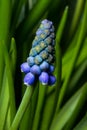Grape hyacinth, Muscari armeniacum, spring flower with bokeh background close-up, selective focus, shallow DOF Royalty Free Stock Photo