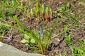 Grape hyacinth, Muscari armeniacum, spring flower with bokeh background close-up, selective focus, shallow DOF Royalty Free Stock Photo