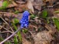 Grape hyacinth, Muscari armeniacum, spring flower with bokeh background close-up, selective focus, shallow DOF Royalty Free Stock Photo