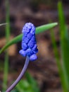 Grape hyacinth, Muscari armeniacum, spring flower with bokeh background close-up, selective focus, shallow DOF Royalty Free Stock Photo