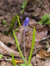 Grape hyacinth, Muscari armeniacum, spring flower with bokeh background close-up, shallow DOF, selective focus Royalty Free Stock Photo