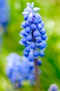 Grape Hyacinth muscari Royalty Free Stock Photo