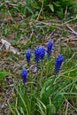 Grape hyacinth Muscari flowers. blue muscari armeniacum flowers on spring garden Royalty Free Stock Photo