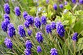 Grape hyacinth - muscari flowers closeup Royalty Free Stock Photo