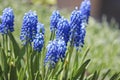 Grape hyacinth, Muscari flowers. Spring primrose. Blue garden decorative flowers. Royalty Free Stock Photo