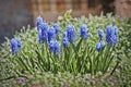 Grape hyacinth, Muscari flowers. Spring primrose. They are also commonly referred to as bluebells, mouse hyacinth