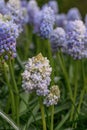 Grape hyacinth Muscari Natureâs Beauty, budding light violet flowers Royalty Free Stock Photo