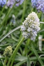 Grape hyacinth Muscari Natureâs Beauty, budding light blue flowers Royalty Free Stock Photo