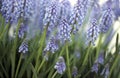 Grape hyacinth Muscari sp. is a perennial bulb Royalty Free Stock Photo