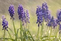 Grape Hyacinth Muscaria Neglectum in the rain