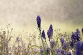 Grape Hyacinth Muscaria Neglectum in the rain