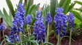 Grape hyacinth - Muscary neglectum