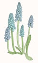 Grape hyacinth, or muskari, on white background