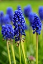 Grape Hyacinth (portrait orientation) Royalty Free Stock Photo