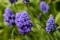 Grape hyacinth Terry Muscari