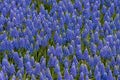 Grape hyacinth texture Royalty Free Stock Photo