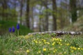 Grape hyacinth