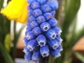 Grape hyacinth Royalty Free Stock Photo