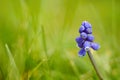 Grape hyacinths flower with small blooming bulbs in spring garden