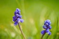 Grape hyacinths flowers with small blooming bulbs in spring garden