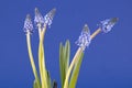 Grape hyacinths in front of blue background Royalty Free Stock Photo