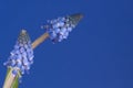 Grape hyacinths in front of blue background Royalty Free Stock Photo