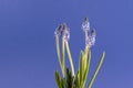 Grape hyacinths in front of blue background Royalty Free Stock Photo