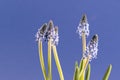Grape hyacinths in front of blue background Royalty Free Stock Photo