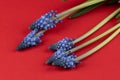 Grape hyacinths in front of red background Royalty Free Stock Photo