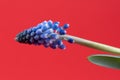 Grape hyacinths in front of red background Royalty Free Stock Photo