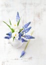 Grape Hyacinths And White Crocus Flowers In A Vase
