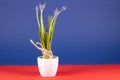 Grape hyacinths in a white flowerpot in front of blue background Royalty Free Stock Photo