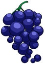 Grape illustration