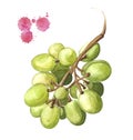 Grape illustration, watercolor bunch of green grape