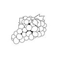 Grape isolated outline