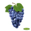 Grape isolated on a white background. Realistic bunch of grapes.