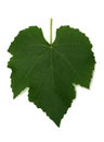 Grape Leaf Royalty Free Stock Photo